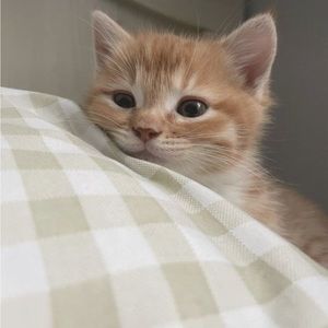 Meet your Posher, Ella